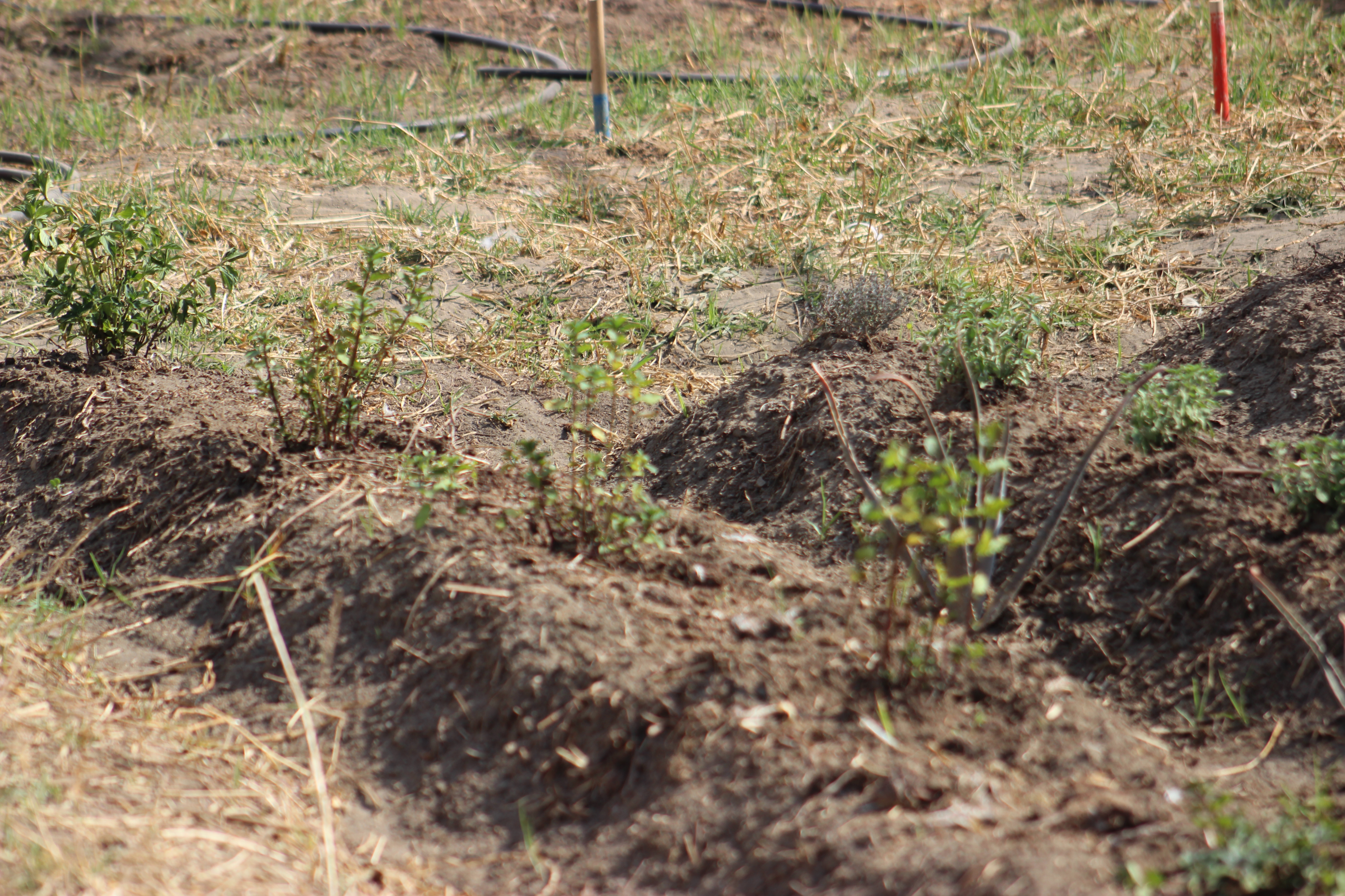 Detalle crecimiento de cultivos